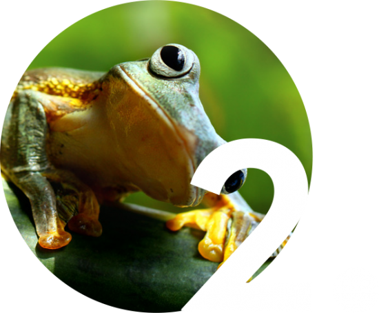 Frog image and number 2